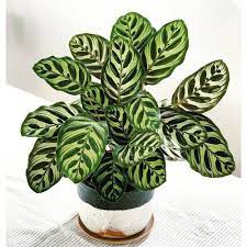 6 Calathea Peacock Plant National Plant Network Cool Plants Peacock Plant Calathea Plant