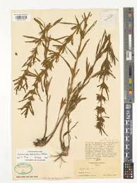 Image result for Dyschoriste trichocalyx