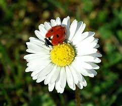 Pin By Servis On Sekil Fauna Photo Animals