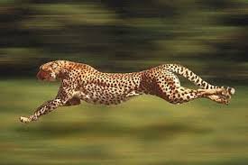 Animals Animals On Twitter Baby Cheetahs Animals Wild Cats