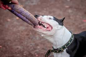 It's generally not a cause for concern if there's no pain. Do Pit Bulls Jaws Lock When They Bite Hint It S A Myth