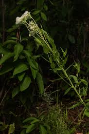 Image result for Stomatanthes