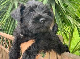 Cachorro Schnauzer color negro **VENDIDO** - Centre de cria d'animals  Barcelona venta de gossos i gats