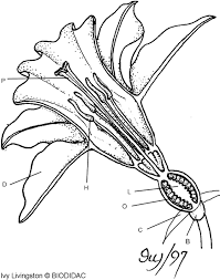 Flower Structure And Reproduction Flower Structure Parts Of A Flower Plant Science
