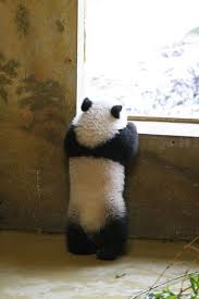 Zoo Aquarium De Madrid Presenta La Cria De Oso Panda Gigante Baby Panda Bears Panda Bear Panda