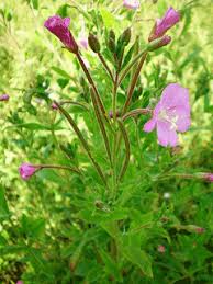 Image result for Epilobium salignum