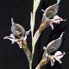 Image result for Gladiolus permeabilis