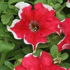 Petunia Hulahoop Red Flower Seeds Petunia Hybrida 50 Pellets Flower Seeds Petunia Flower Petunias