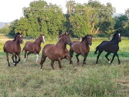 Seja bem vindo à loja da oficial farma!minha conta meus pedidos programa de fidelidade. P P Farma Photos Facebook