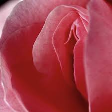 | meaning, pronunciation, translations and examples. Oh Oh Oh The Clitoris Certainly Gives Pleasure But Does It Also Help Women Conceive