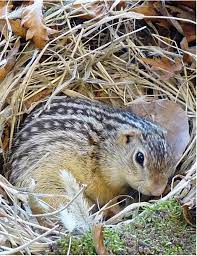 They are not colonial but they may focus one area which has desirable substrate. 13 Lined Ground Squirrel 1 Of 2 Image Eurekalert Science News
