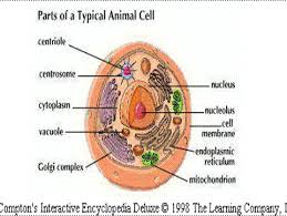 Illustrated in figure 2 are a pair of fibroblast deer skin cells that have been labeled with fluorescent probes and. 31 Draw The Animal Cell And Label The Parts Labels Design Ideas 2020