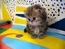 Kittens for Sale\Persian Kittys\Himalayan Kittens ...