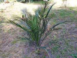 Image result for Macrozamia johnsonii