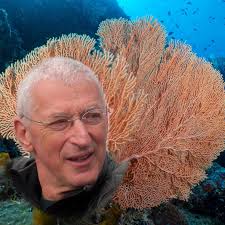 Trevally sheltering in purple jellyfish in Anilao, Philippines