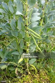Image result for Vicia faba