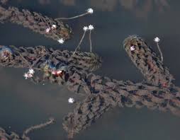 Image result for Lagarosiphon ilicifolius