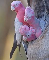 Birds That Start With A C Nature Is Lit On Twitter Galah Family Eolophus Roseicapilla In Australia In 2020 Beautiful Birds Pet Birds Pet Birds Parrots