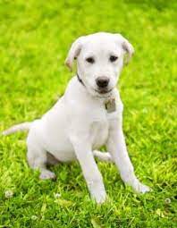 house training your brand new puppy dog vetwest animal hospitals training your puppy new puppy puppies