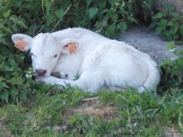 Un Petit Dodo Au Frais Veau Charolais Animaux Animaux De La Ferme Veau