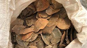 The scales are very hard and protect pangolin against animal predators, yet in traditional chinese medicine are dried and roasted. Singapore Seizes Record 28 Tons Of Pangolin Scales In A Week Ctv News