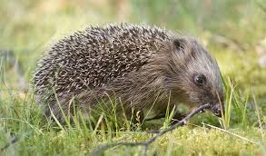 Image result for Sphaerocyperus erinaceus