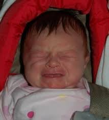 Whirligig Bug: Bambina Photos