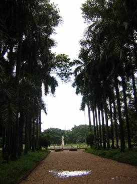Tree-lined paths in Botanic Garden, AI generated