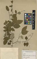 Image result for Maprounea