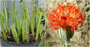 Image result for Kleinia