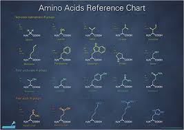 Free Periodic Chart Of Amino Acids Pdf 1 Page S Home