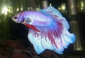 True purple betta fish is not yet heard of; Betta Fish Care Breeding Feeding Names Diseases Etc