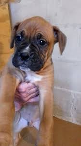 We specialize in boxer puppies, low to the ground, and furry balls of love. Black Mask Boxer Puppies Boxer Dog Breeder Crazy About Boxers 386 Pet Breeder In Lake City