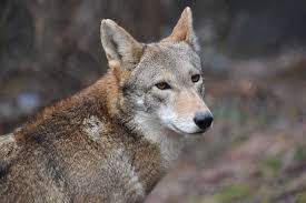 His only obstacle is his dad's gambling. American Red Wolf Wnc Nature Center