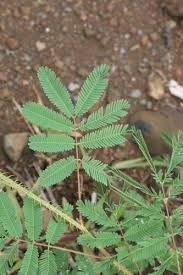 Image result for Mimosa diplotricha