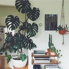 Giant Monstera Plant Need One In The House Indoor Landscaping Plants Indoor Plants
