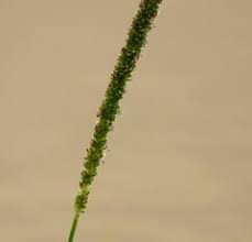 Image result for Sacciolepis africana