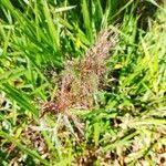 Image result for Melinis macrochaeta