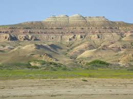 Image result for Zygophyllum leucocladum