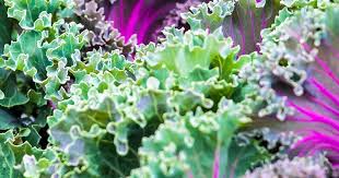 Tips for growing low water vegetables. Which Fruit Veg Can I Grow In Shade Love The Garden