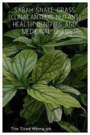 Sabah snake grass herbal property, research and its side effects by mastertole of thetoleplease visit. Sabah Snake Grass Clinacanthus Nutans Health Benefits And Medicinal Uses
