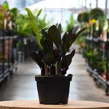 Image result for Rhigozum zambesiacum