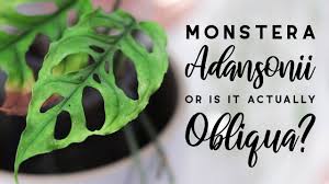 Faktisk blev monstera deliciosa og monstera adansonii videnskabeligt publiceret for første gang i det danske videnskabelige meddelelser fra dansk naturhistorisk forening. Monstera Adansonii Vs Obliqua Differences And An In Depth Comparison Featuring A Real Obliqua Youtube