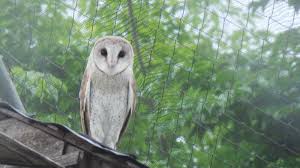 Maybe you would like to learn more about one of these? Pemkab Sragen Bakal Borong 80 Burung Hantu Putih Bantu Petani Basmi Hama Tikus Tribun Jateng