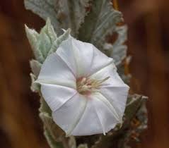 Image result for Dyschoriste trichocalyx