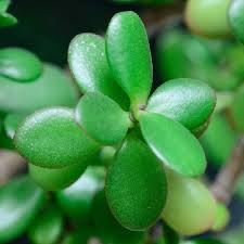 Image result for Crassula vaginata