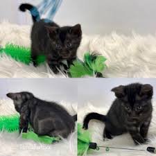 Beautiful brown rosetted male bengal kitten for sale as a potential stud. Bengal Kittens For Sale Bengalheritage Cats