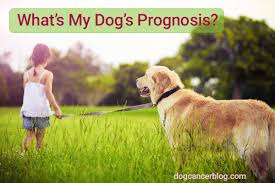 But how do you know what the signs of cancer are? Dog Bone Cancer Prognosis How To Use Statistics To Help Your Dog Without Giving Up Hope