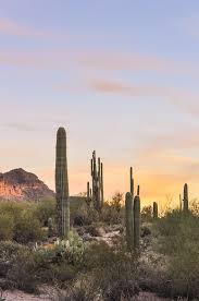 Southern avenue, mesa, az 85206. 5 Easy Hikes You Can T Miss Near Mesa Arizona Arizona Photography Arizona Travel Desert Aesthetic