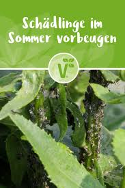 Gartenarbeit Im Sommer Schadlingen Vorbeugen Schadlinge Schadlinge Im Garten Gartenarbeit